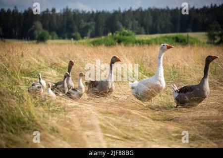 La famille des oies de la race 'Österreichische Landgans', une espèce autrichienne en voie de disparition Banque D'Images