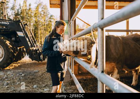 Une agricultrice a bouclé la vache à travers la clôture à l'écurie Banque D'Images