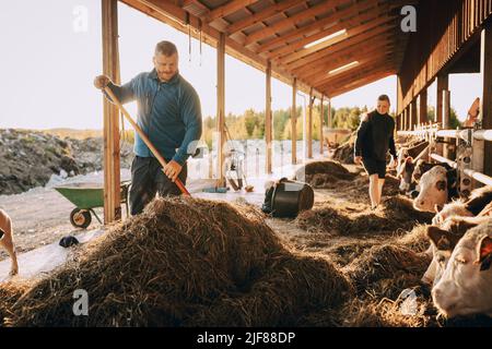 Jeune agriculteur utilisant le râteau près de la femme debout par des vaches en stable Banque D'Images