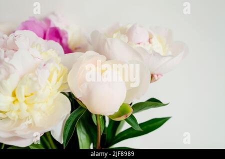 Magnifique bouquet de pivoines blanches fraîches en pleine fleur de gros plan. Fleurs fleuries minimalistes et fleurs fleuries. Fond festif Banque D'Images