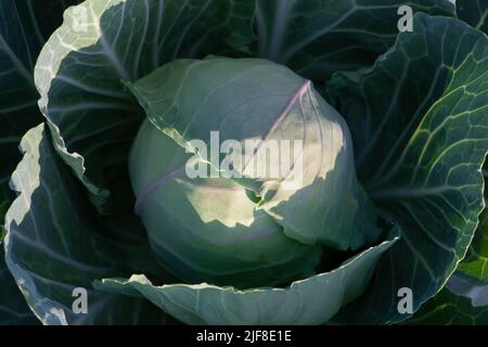 Une tête de chou dans le jardin en pleine croissance, le concept de récolte de légumes biologiques, vue du dessus, close-up. Banque D'Images