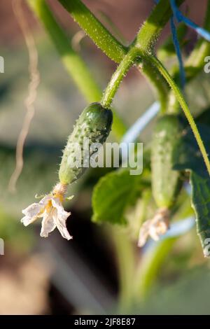 Un petit concombre est accroché à la tige d'une bague attachée. Gros plan sur la croissance des légumes Banque D'Images