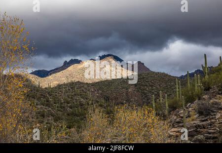 Le paysage juste au-dessus de Sabino Creek dans le domaine de loisirs de Sabino Canyon, Arizona, États-Unis. Banque D'Images