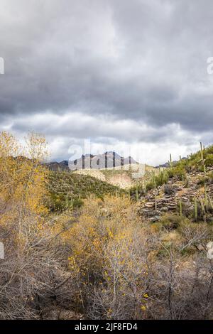 Le paysage juste au-dessus de Sabino Creek dans le domaine de loisirs de Sabino Canyon, Arizona, États-Unis. Banque D'Images