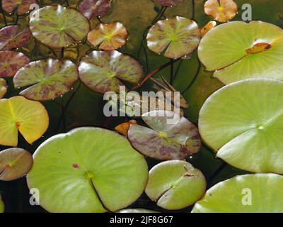 Une ouaouaron bien camouflée (Lithobates catesbeianus) parmi les nénuphars d'un étang de jardin à Ottawa, Ontario, Canada. Banque D'Images