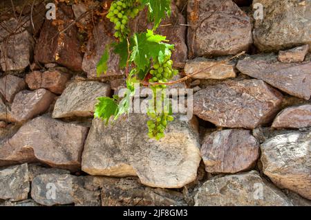 La culture des raisins. Les raisins sont accrochés au mur en pierre. Banque D'Images