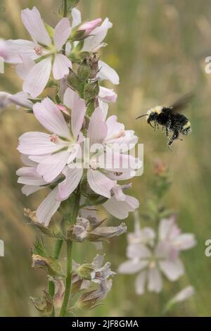 Abeille Bumble à face jaune (Bombus vosnesenskii) sur Meadow Checker Mallow (Sidalcea campestris) Tualatin Valley, Oregon Banque D'Images