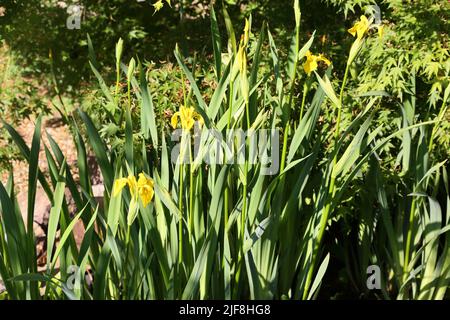 Iris pseudocacorus (drapeau jaune, iris jaune, drapeau de l'eau) est une espèce de plante florale de la famille des Iridaceae. Banque D'Images