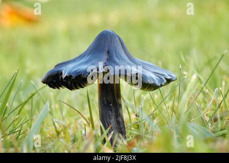 La calotte de cire noircissante éponyme (Hygrocybe conica) - un membre relativement commun de la famille des calottes de cire - fructifie généralement plus tard dans la saison Banque D'Images