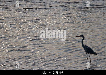 Un héron gris (Ardea cinerea) en silhouette, pêche à Isobe Weir sur la rivière Sagami près de Zama, Kanagawa, Japon, Banque D'Images