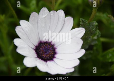 Gros plan d'une Marguerite africaine blanche avec des gouttes d'eau sur ses pétales dans un jardin Banque D'Images