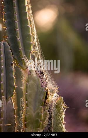 Pavés sur Willows Cactus rétro-éclairé avec la lumière du soleil de l'après-midi et un arrière-plan flou. Autrement connu sous le nom de Reine de la nuit Cactus. Banque D'Images