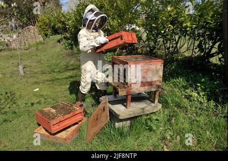 gardien d'abeilles au travail sur la ruche portant un costume de protection Banque D'Images