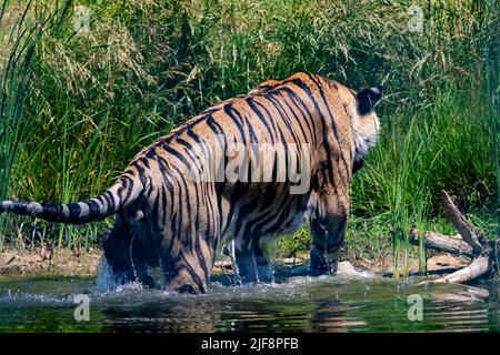 Tigre dans l'eau. Scène du ZOO Banque D'Images