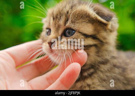 Scottish fold tabby kitten.animaux de compagnie. chaton rayé et bras d'enfant.main à la course d'un chaton. Banque D'Images