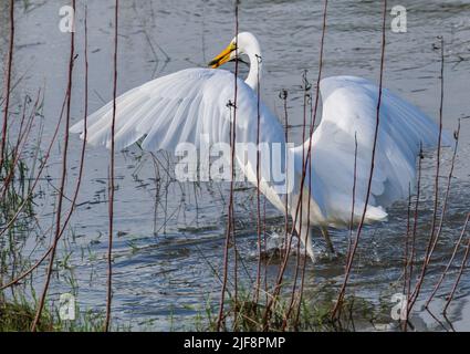 Chasse au grand héron blanc et cueillette des proies de poissons sur les bords des terres humides à Hokitika South Island Nouvelle-zélande. Banque D'Images