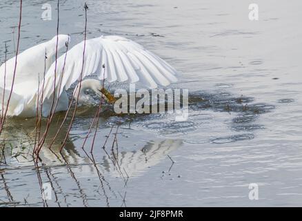 Chasse au grand héron blanc et cueillette des proies de poissons sur les bords des terres humides à Hokitika South Island Nouvelle-zélande. Banque D'Images