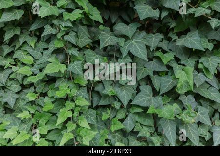 Un motif botanique sans couture de la branche de lierre (hedera), des feuilles de lierre vertes, un fond naturel Banque D'Images