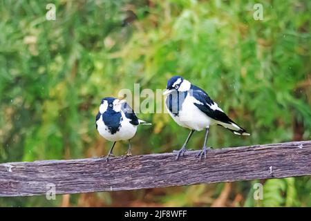 Une paire de Magpie-Larks, Grallina cyanoleuca, femelle à gauche. Banque D'Images