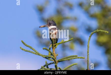 kingfisher avec ceinture, tenant un minnow se préparant à nourrir ses poussins. Banque D'Images