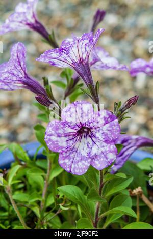 Gros plan de la garniture de pavillon pétunia Crystal Sky (Petunia x hybrida) en fleur violet pâle et blanc dans un pot en céramique bleu sur un fond flou. Banque D'Images