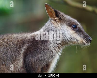 Un portrait en gros plan d'un Rock-Wallaby à queue de pinceau. Banque D'Images