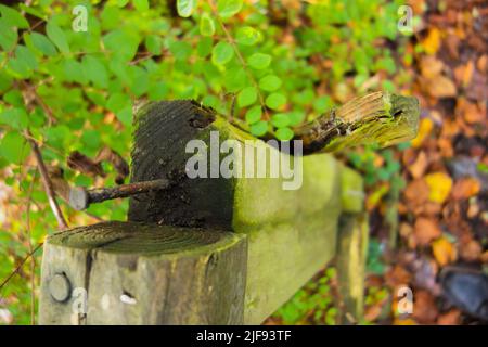 vue d'en haut d'une main courante en bois cassé avec des ongles rouillés et pliés avec un fond vert naturel Banque D'Images