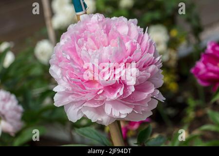 'Morning Kiss' pivoine de jardin commune, Luktpion (Paeonia lactiflora) Banque D'Images