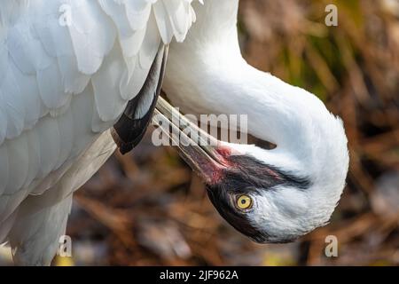 Grue blanche (Grus americana), une espèce en voie de disparition et la plus haute des oiseaux nord-américains, au zoo de Jacksonville, en Floride.(ÉTATS-UNIS) Banque D'Images