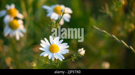 fleurs blanches vert camomille dans le jardin. Banque D'Images