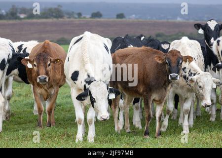 Un mélange de vaches laitières de Jersey et de Holstein dans un pâturage dans la province du Cap-est en Afrique du Sud Banque D'Images
