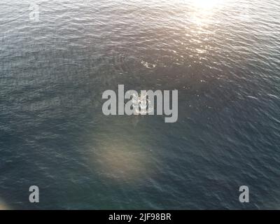 Vue aérienne des dauphins nageant lentement dans des eaux turquoise cristallines. Groupe de mammifères marins endémiques migrant le long du littoral, vu de Banque D'Images