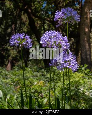 Agapanthus, belle fleur bleue, gros plan. Inflorescence pourpre dans le jardin avec un arrière-plan flou Banque D'Images