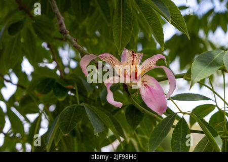 Vue en gros plan de la fleur d'un arbre de soie de soie de soie. La fleur de soie - Ceiba speciosa, anciennement Chorisia speciosa Banque D'Images