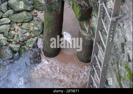 Hambourg, Allemagne. 29th juin 2022. Un poisson mort se trouve sur une bande de sable sur le Norderelbe près du bord du quai à Holthusenkai. Credit: Jonas Walzberg/dpa/Alay Live News Banque D'Images
