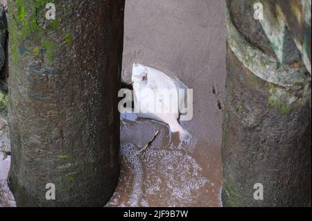 Hambourg, Allemagne. 29th juin 2022. Un poisson mort se trouve sur une bande de sable sur le Norderelbe près du bord du quai à Holthusenkai. Credit: Jonas Walzberg/dpa/Alay Live News Banque D'Images