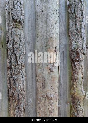 Mur en bois non traité. Ancienne texture de log. Arrière-plan vertical en bois. Banque D'Images