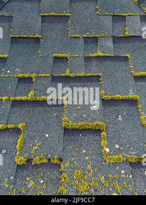 Toiture en asphalte de façon symétrique. Bardeau composite. Mosaïque répétée. La mousse pousse sur un carreau d'asphalte. Banque D'Images