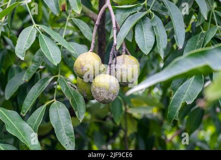 Un mombin spongias mature ou un fruit de prune de porc accroché à l'arbre de près Banque D'Images