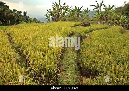 Riz mûr sur un champ de riz à Sumedang, Java-Ouest, Indonésie. Les dernières données indiquent que la superficie mondiale récoltée de riz a augmenté de 11 % entre 1990 et 2019, la production totale de paddy ayant augmenté de 46 %, passant de 519 mégatonnes à 755 mégatonnes, selon le Groupe d'experts intergouvernemental sur l'évolution du climat (GIEC) dans son rapport de 2022. Banque D'Images