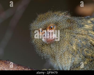 Marmoset pygmée à ventre blanc Cebuella pygmaea l'un des plus petits primates au monde Banque D'Images