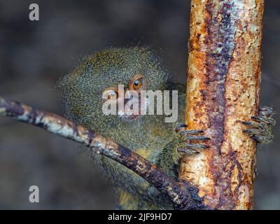 Marmoset pygmée à ventre blanc Cebuella pygmaea l'un des plus petits primates au monde Banque D'Images