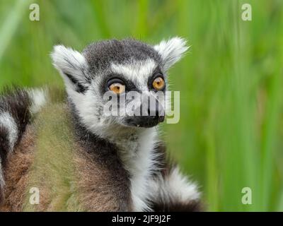 Lemur catta portrait à queue circulaire Banque D'Images