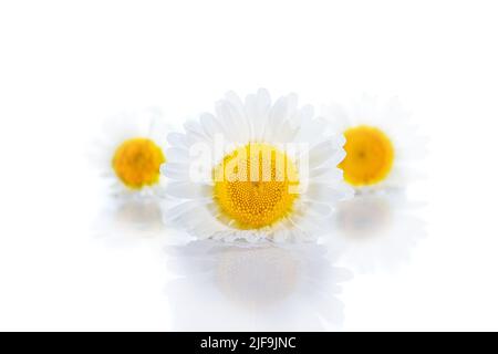 trois têtes de fleurs de marguerite ou de camomille isolées sur fond blanc Banque D'Images