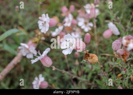 Près de la mer Cantabrie, j'ai trouvé ces belles fleurs sauvages, mer campion Banque D'Images