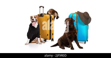 Collage créatif. Deux chiens de race et un chat assis près de valises isolés sur fond blanc. Temps de déplacement Banque D'Images