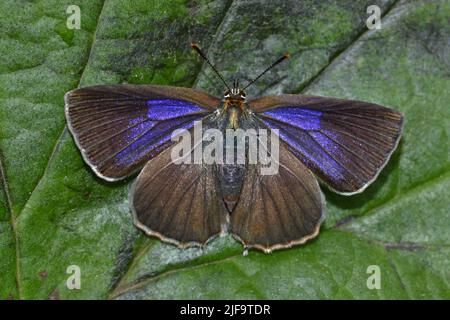 Papillon Purple Hairstreak femelle, Royaume-Uni Banque D'Images