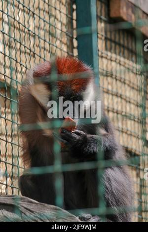 Gros plan sur le devant de la mangabey à col blanc Cercocebus torquatus, mangabey à capuchon rouge regardant l'appareil photo et manger, vue à angle bas. Une Red-heade Banque D'Images