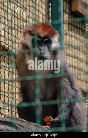 Gros plan sur le devant de la mangabey à col blanc Cercocebus torquatus, mangabey à capuchon rouge regardant l'appareil photo et manger, vue à angle bas. Une Red-heade Banque D'Images