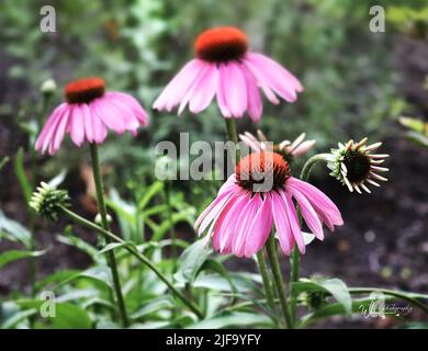 Fleur pourpre de l'est, Echinacea purpurrea, en fleur au printemps, en été ou en automne, à Lancaster, en Pennsylvanie Banque D'Images